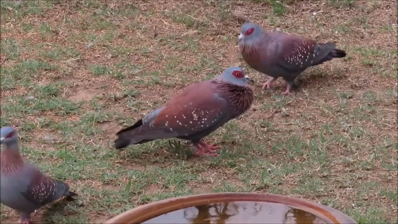 非洲野鸽子 斑鸽