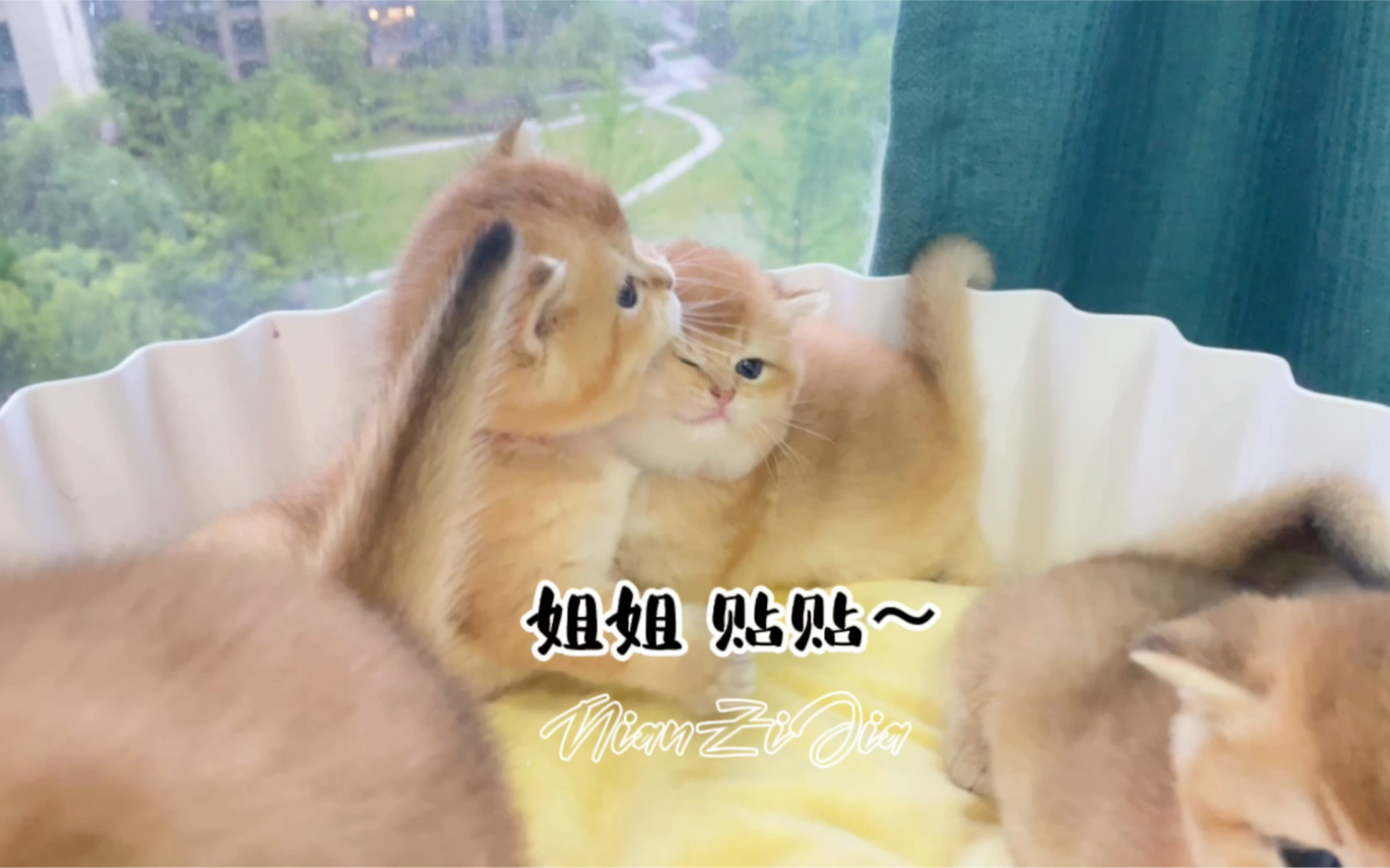 活动作品姐姐贴贴