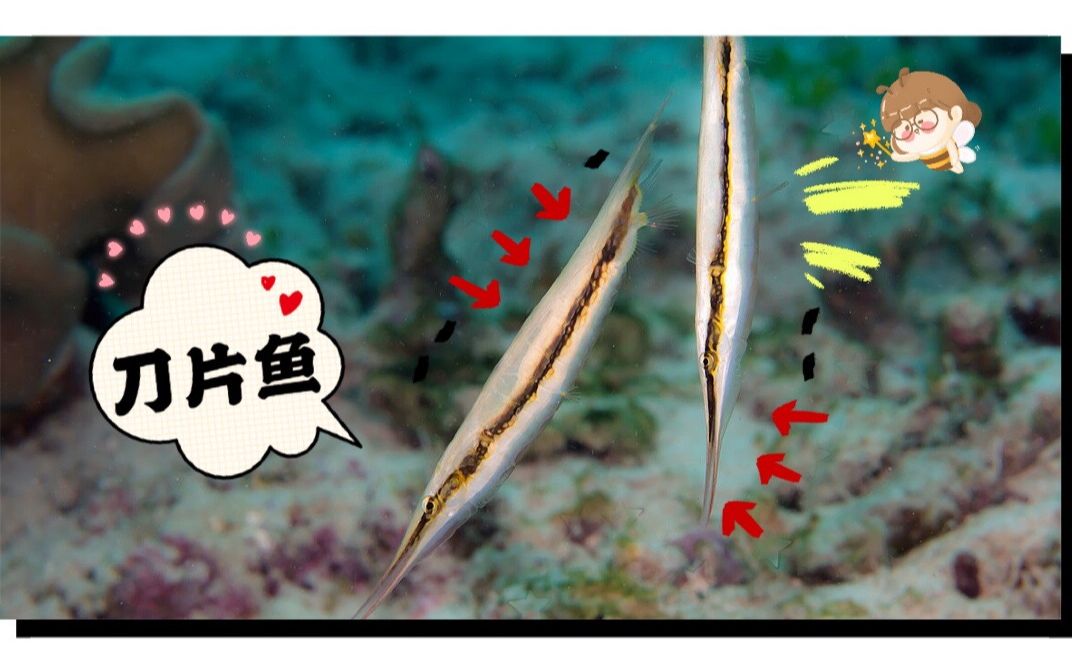 【潜水识鱼】让没什么才艺的条纹虾鱼,给大伙表演个倒立吧,它们的生活