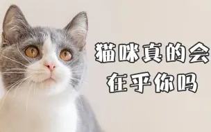 Tải video: 猫咪真的在乎你吗？