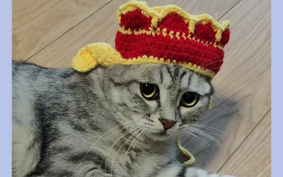 新年给虎斑猫咪戴个唐僧帽,嘎嘎,得适应下,有点小了