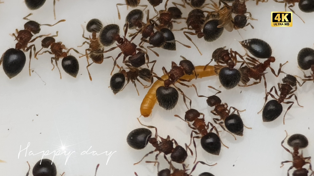 二色盾胸切叶蚁 打不过小面包虫 萌盾 蠢盾