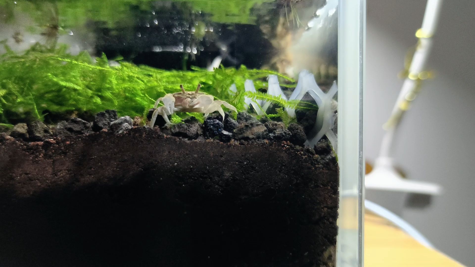 辣椒蟹空气进食