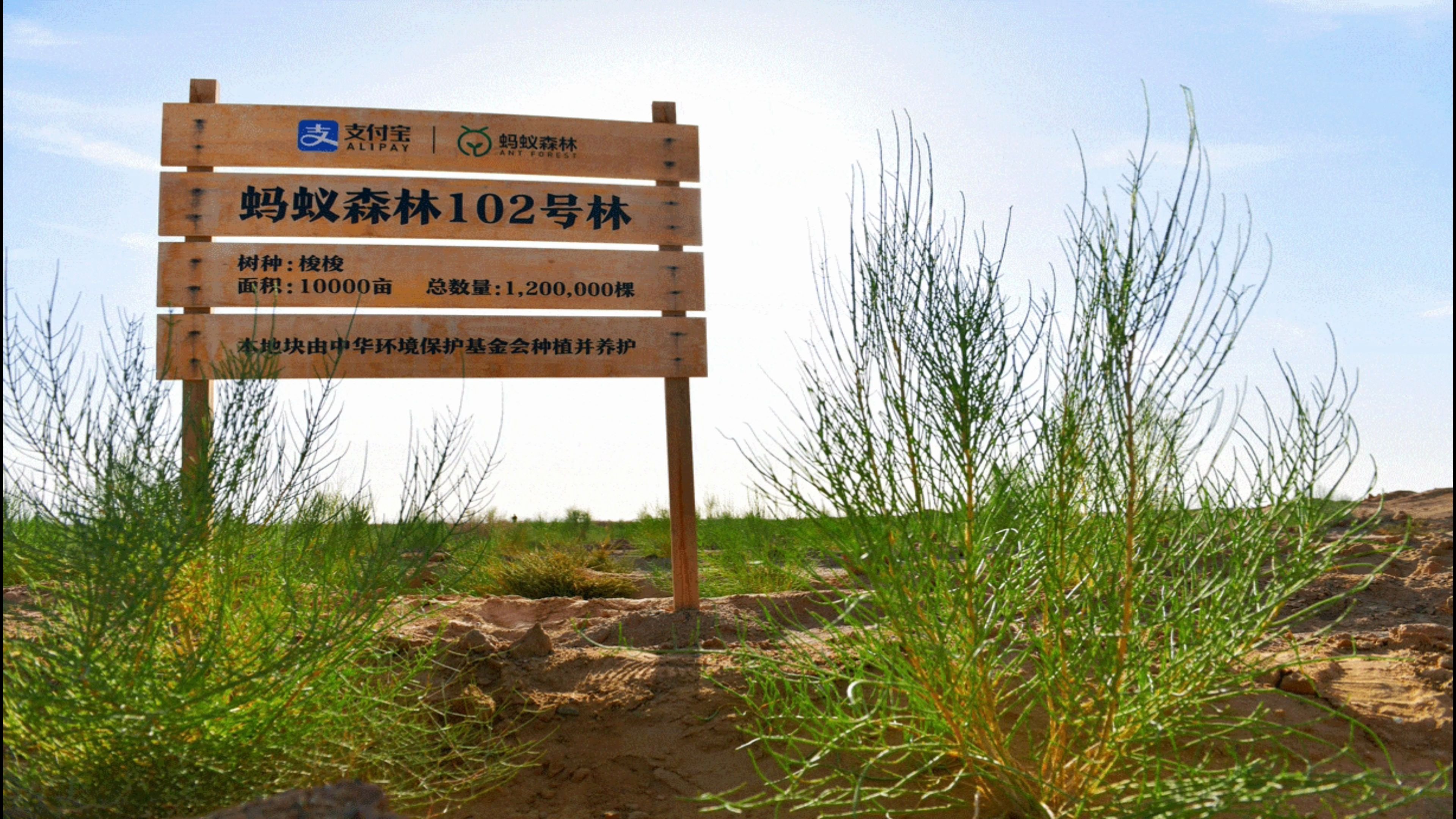 活动  戈壁慢生活 第四集 为什么蚂蚁森林种的是梭梭树