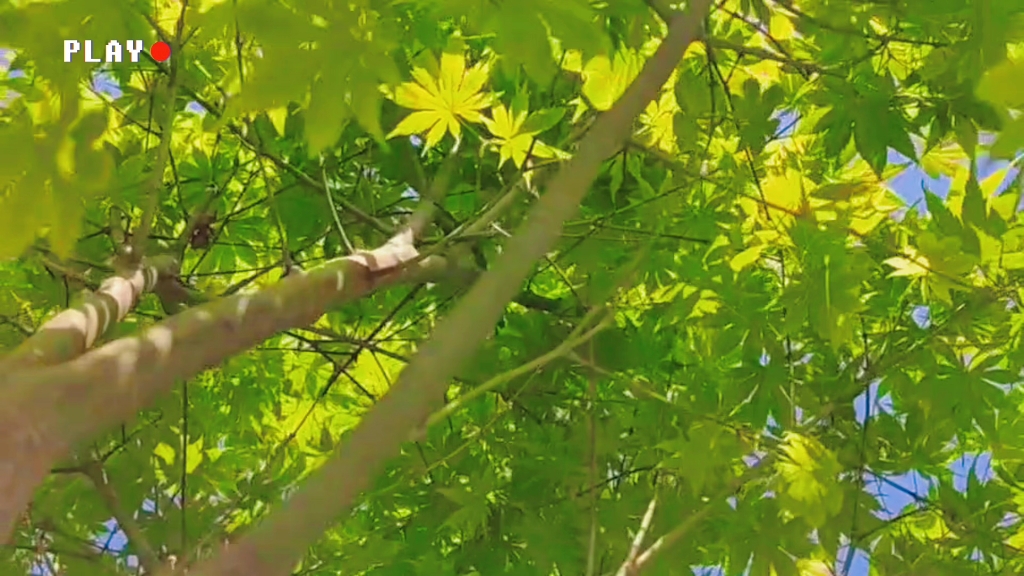 枫树之黄八丈