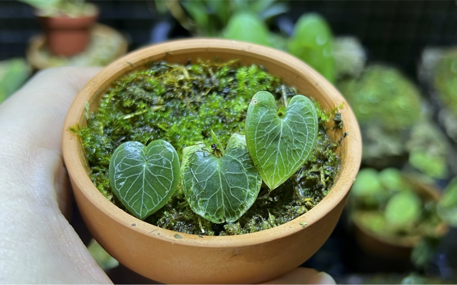 看叶子是不是特别像你家的天南星植物,叶片非常漂亮