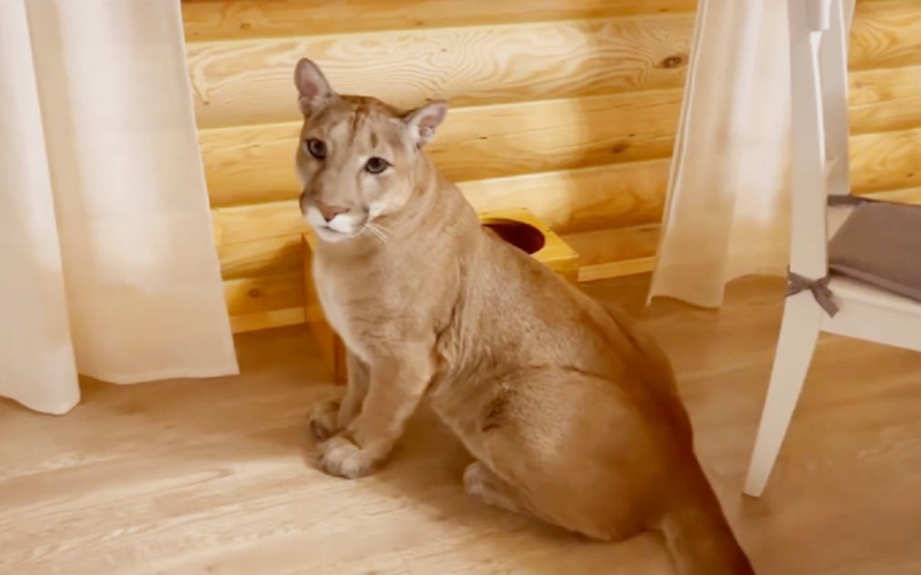 美洲狮梅西:爸,我已经三分钟没吃肉啦!