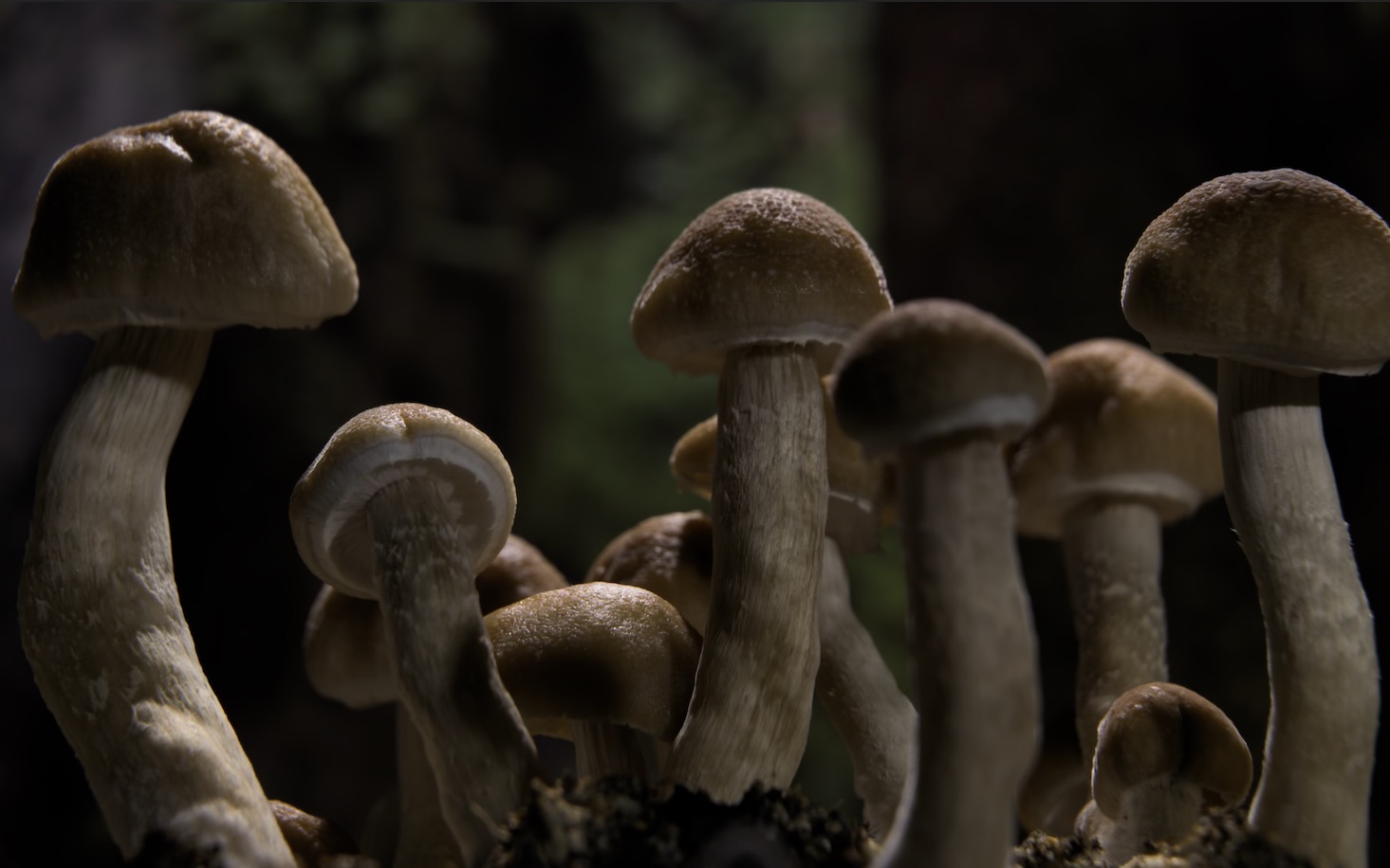 [图]神奇的真菌4K纪录片Fantastic.Fungi.2019.2160p.WEB-DL.DD5.1.H.265-FLUX