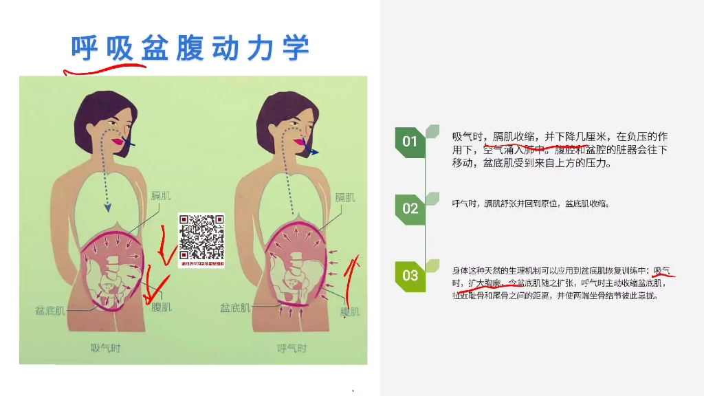 骨盆区域的讲解7哔哩哔哩bilibili