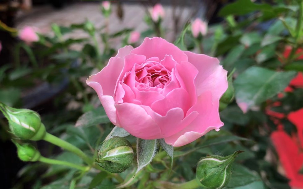 紫薇星以后的职业是什么?