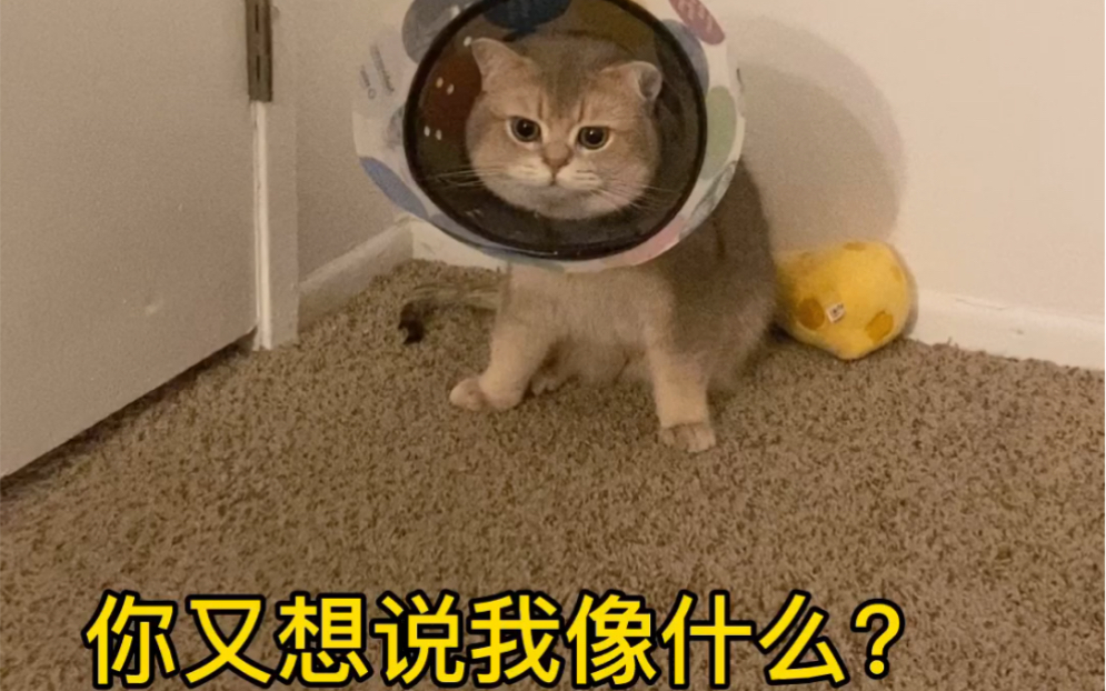 [图]今日播报：夺笋呐你们！猪猪生气😤