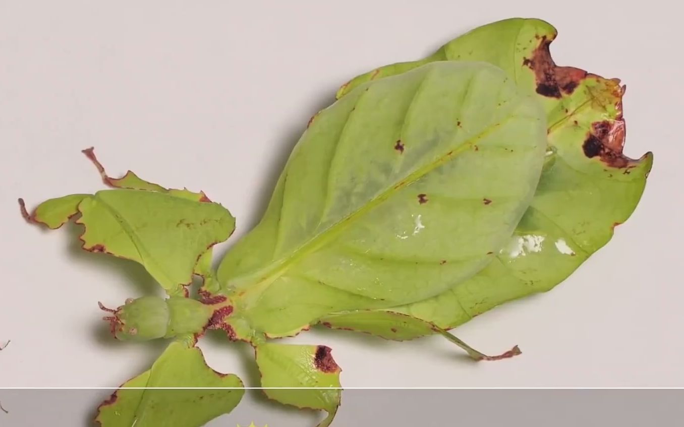 叶修,不仅长得像叶子,走路姿态也像极了被风吹动的树叶_哔哩哔哩_bili