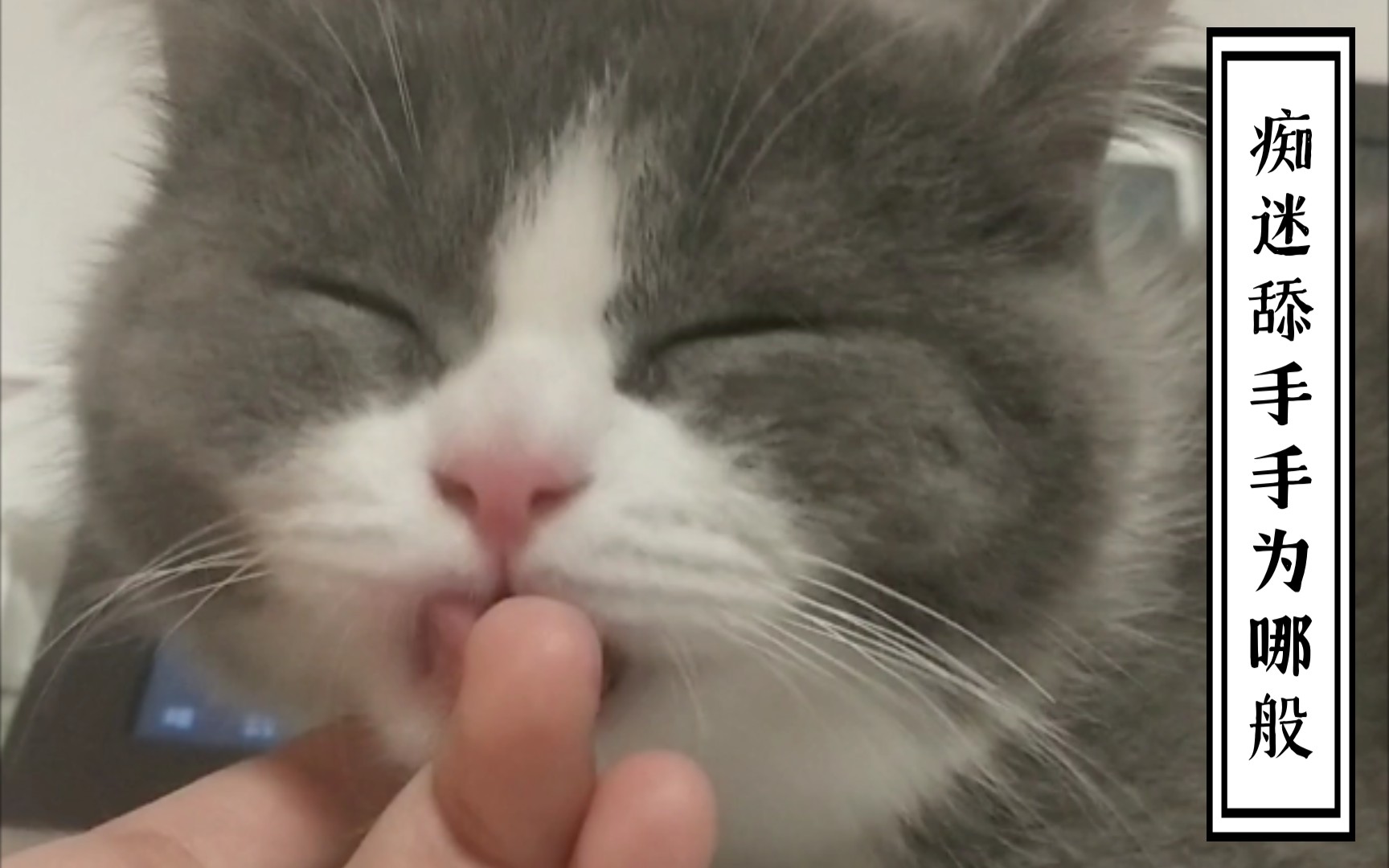 三个月宝贝4分钟撸猫咪舔手手纯享超级治愈