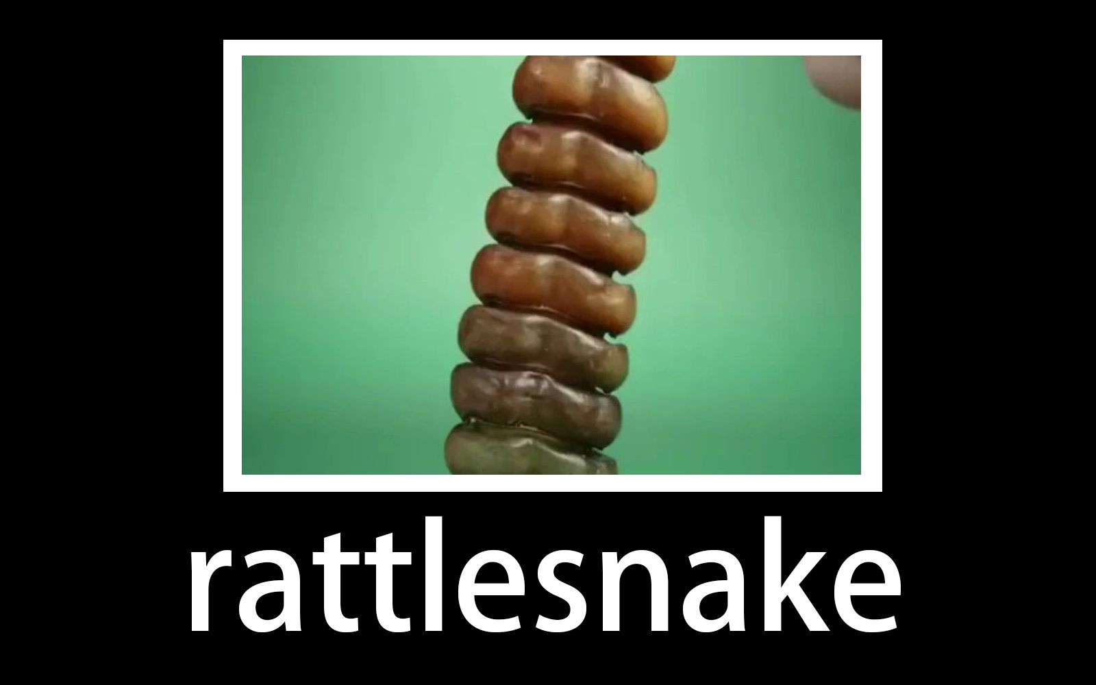 rattlesnake:响尾蛇哔哩哔哩bilibili