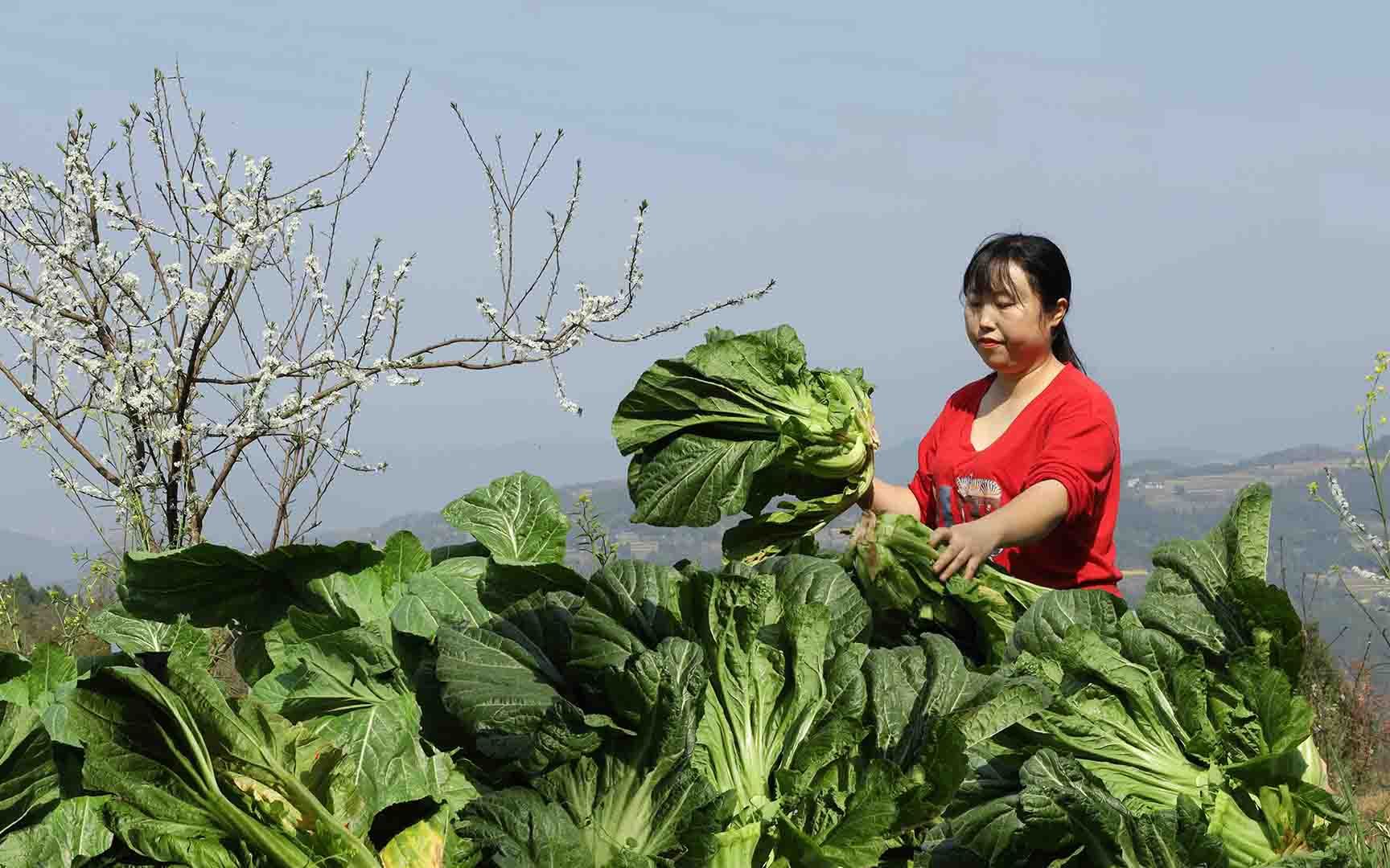 把地里的青菜收回家腌一坛盐菜,做成盐菜扣肉,盐菜回锅肉好吃又下饭哔哩哔哩bilibili