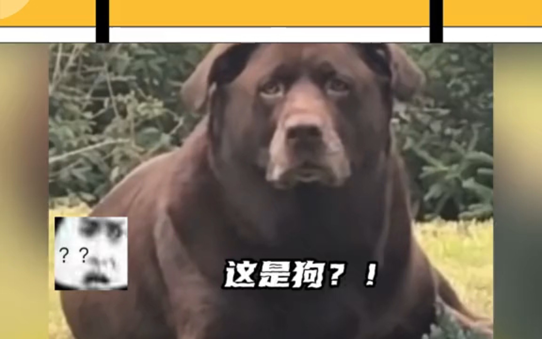 见多了狗熊,第一次见到熊狗哔哩哔哩bilibili