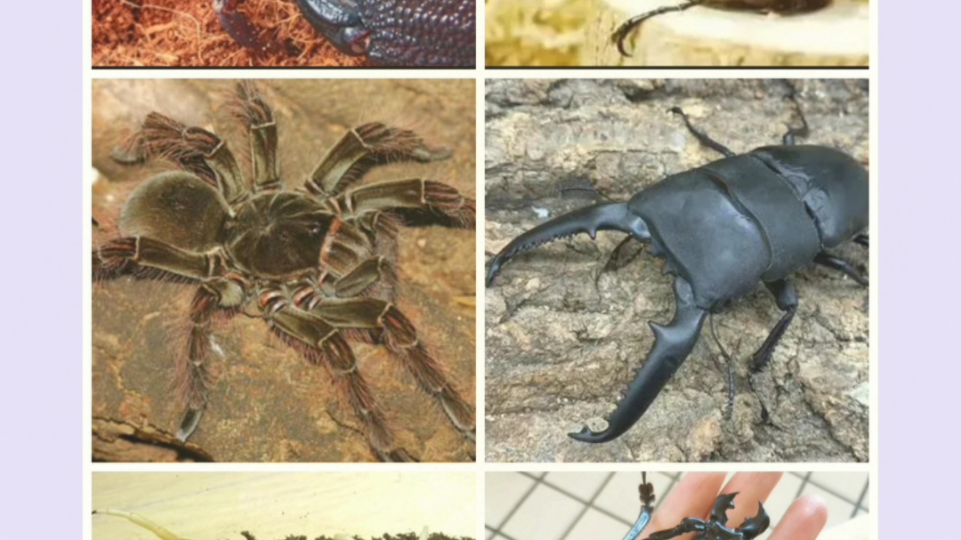 毒虫三巨头vs昆虫三巨头[(鹿死谁手?)最强虫王争霸赛]