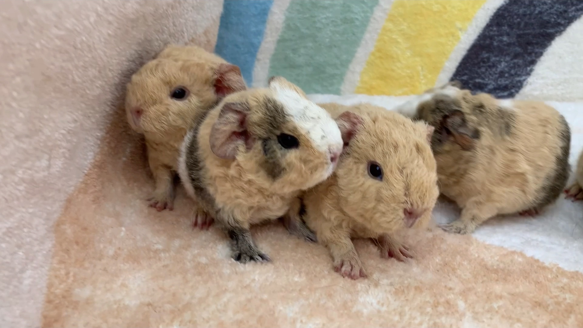 荷兰猪宝宝,美泰荷兰猪