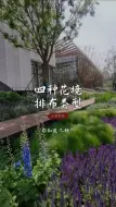 Download Video: 四种花境排布类型，你知道几种？ #花境 #景观设计 #自然植物