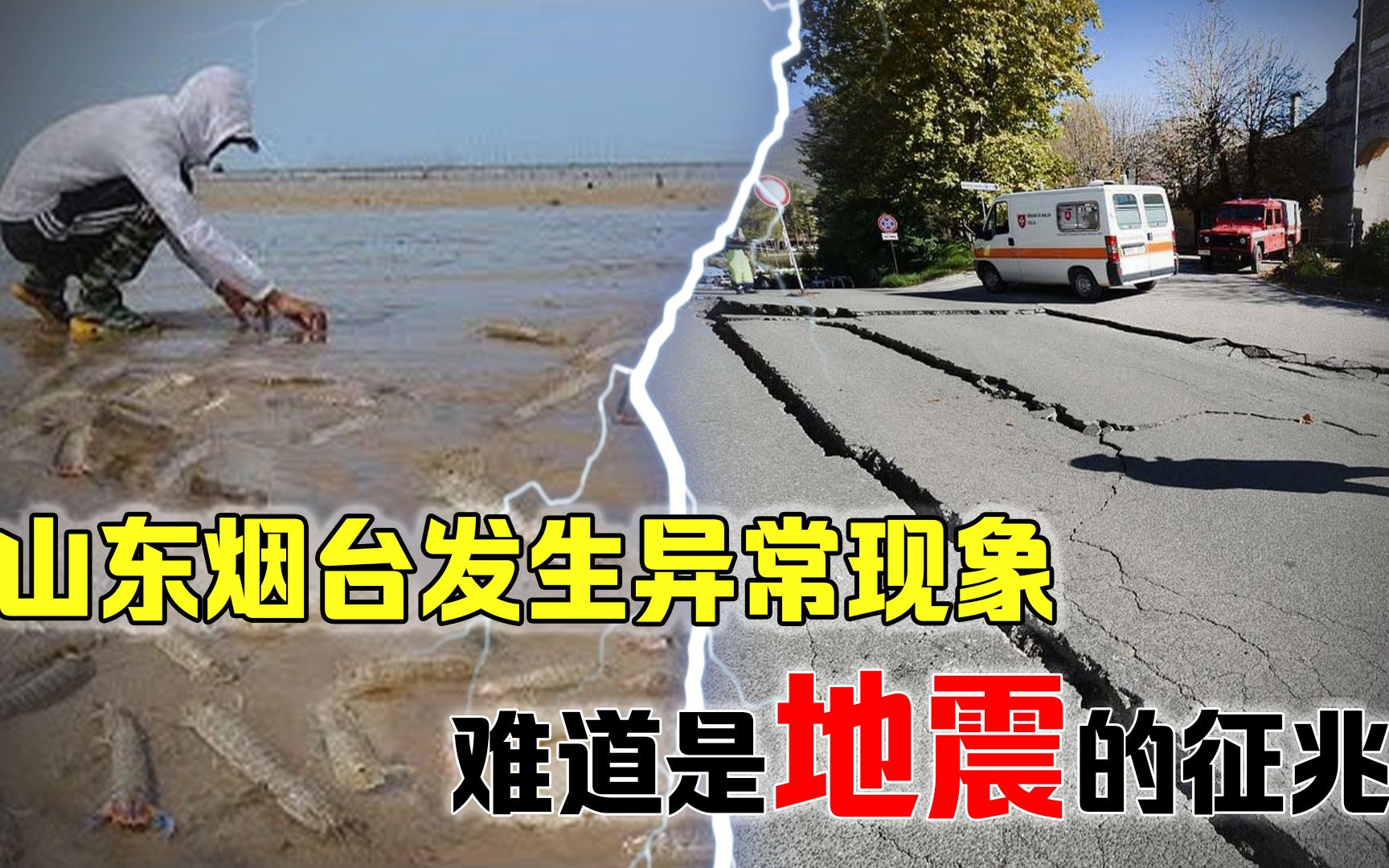 山东烟台发生异常现象,皮皮虾集体逃离大海,是地震的征兆吗?