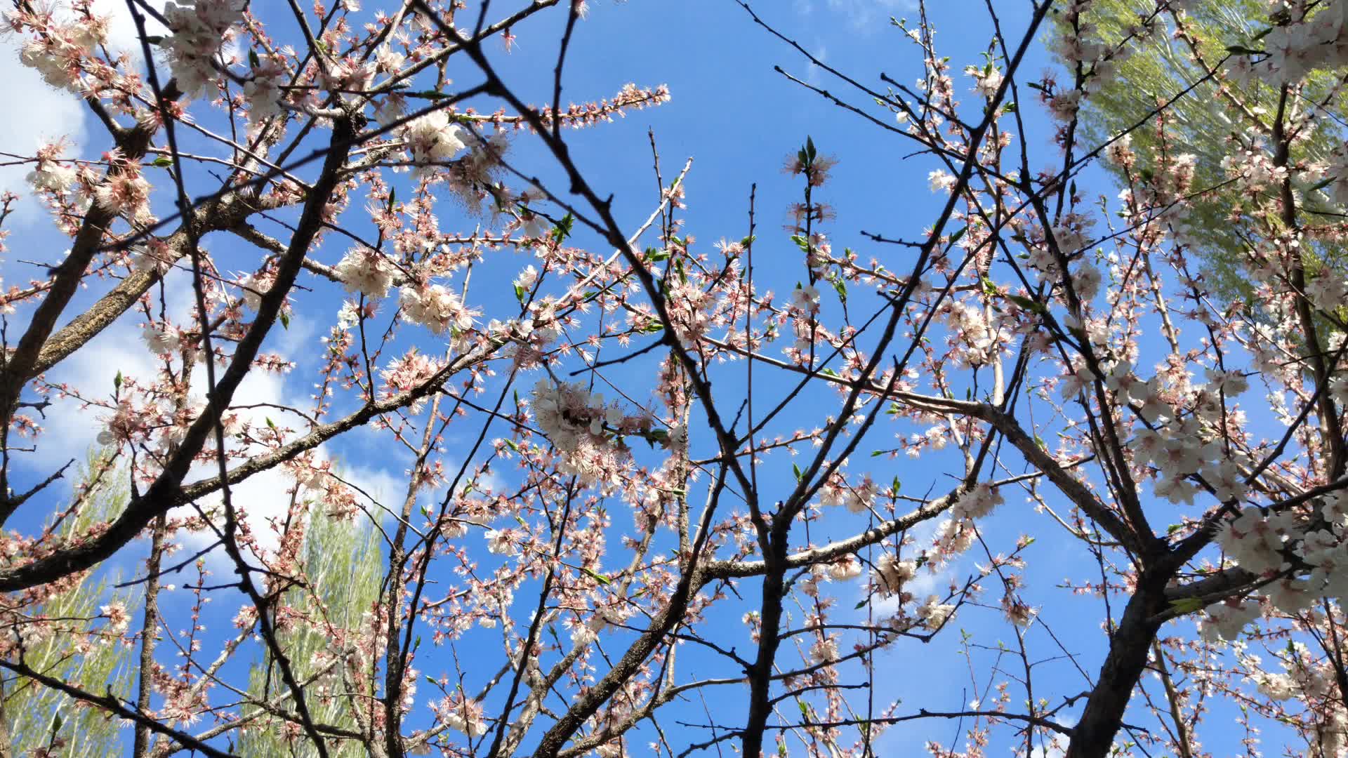 [杏花開了]春天園子裡杏樹開花,怎麼這麼美膩