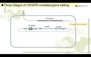 Download Video: CRISPR-Cas9 机制 原理