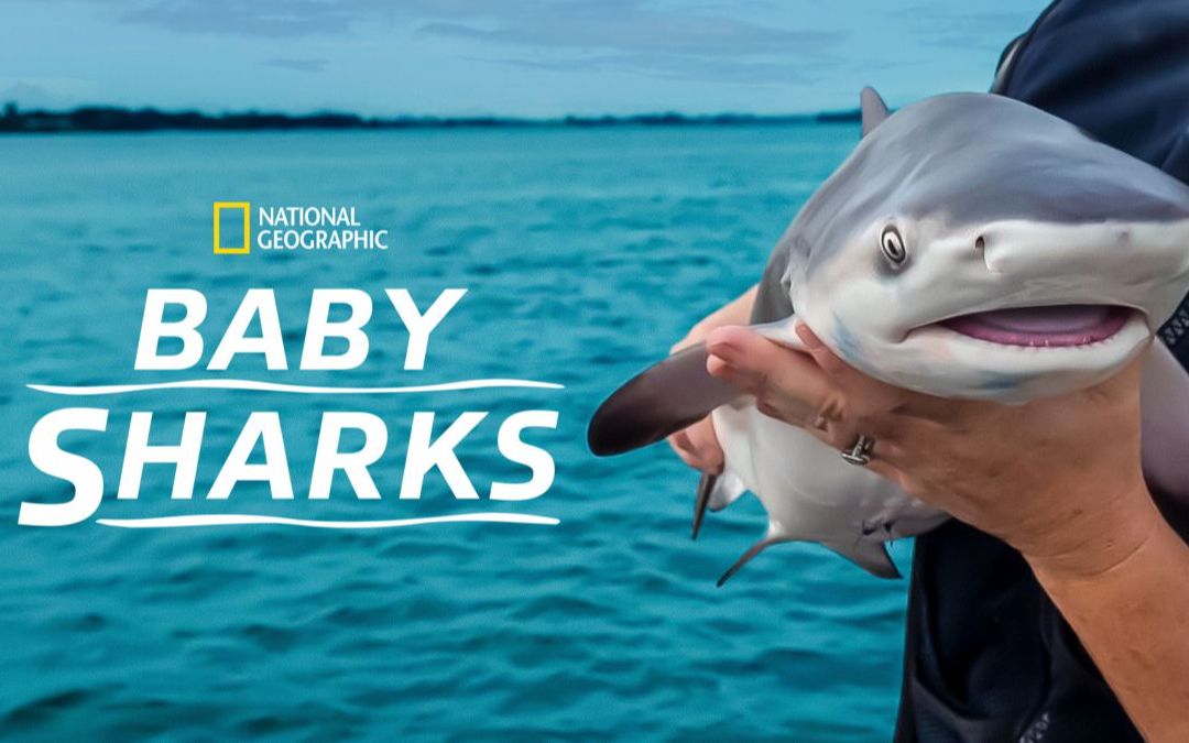 [图]鲨鱼宝宝成长记 Baby Sharks