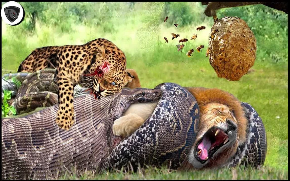 狮子难逃巨蟒的圈套| 豹vs蟒蛇——野生动物原声
