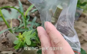 Tải video: 无花果嫩芽嫁接一个以前没有实验过的方法，希望能成活。