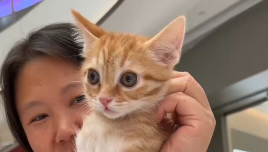 猫德学院清库存