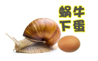 蜗牛蛋孵化 搜索结果 哔哩哔哩 Bilibili 蜗牛蛋孵化 搜索结果 哔哩哔哩 Bilibili