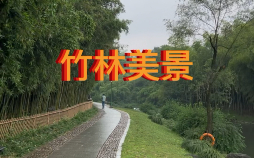 杭州植物园竹林美景哔哩哔哩bilibili