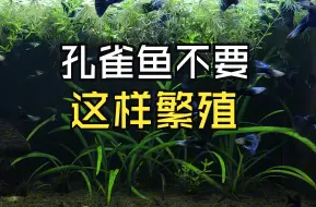 Download Video: 孔雀鱼不要这样繁殖