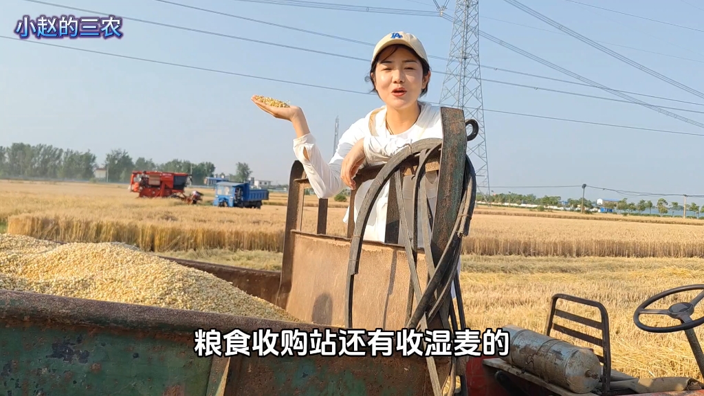 河南南阳的小麦已经成熟了,一亩地小麦能卖多少钱?大家看看多吗