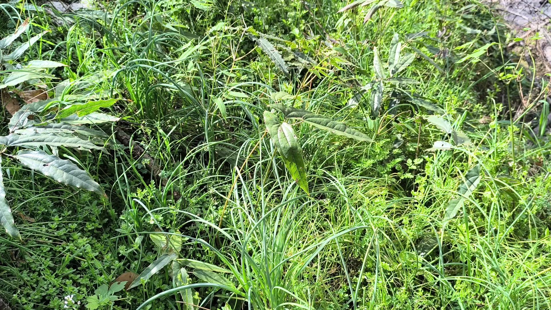 再挖点儿野葱,顺便给淫羊藿除草