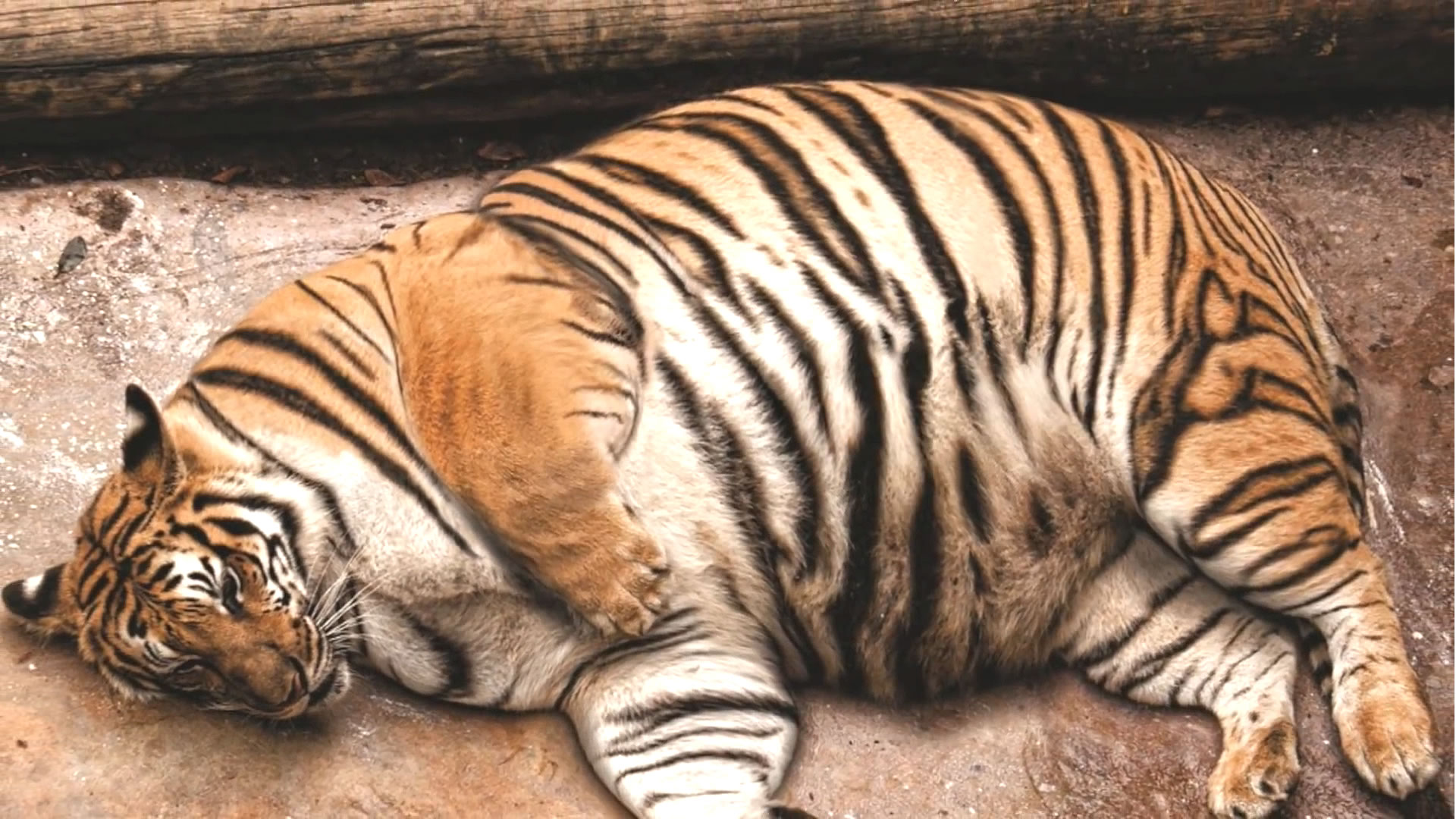 世界最肥的老虎和狮子,肚皮几乎顶到地上好尴尬