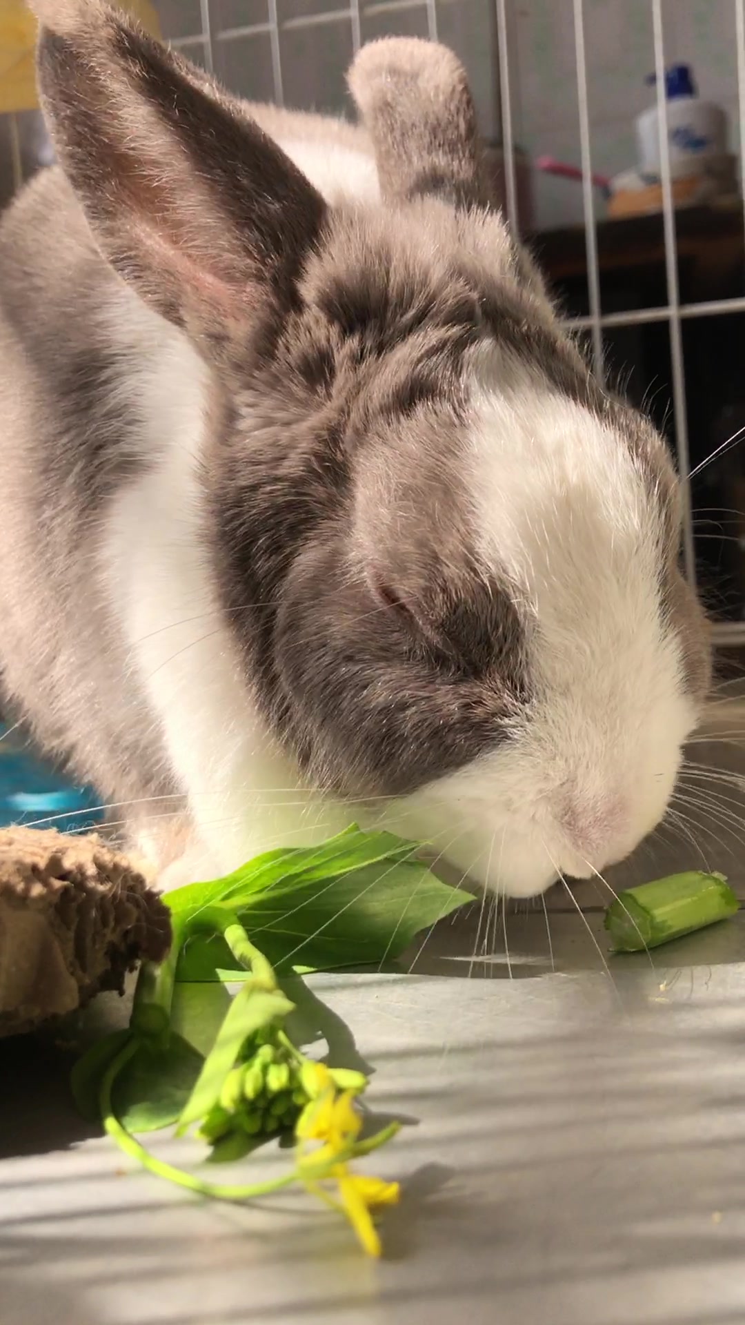 小兔兔吃青菜