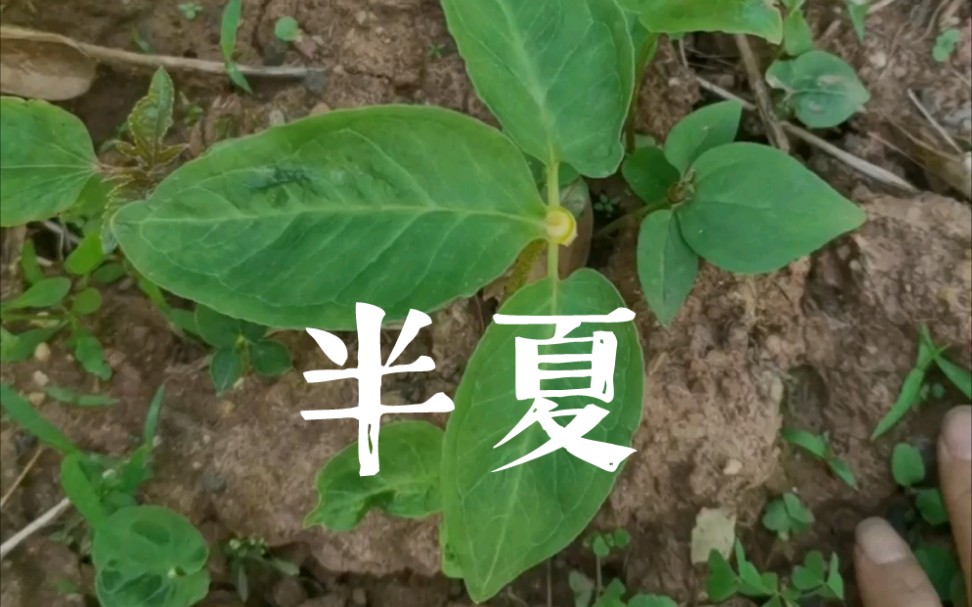 【中药】植物半夏哔哩哔哩bilibili