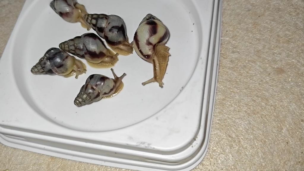 蜗牛壳变色记录第三弹