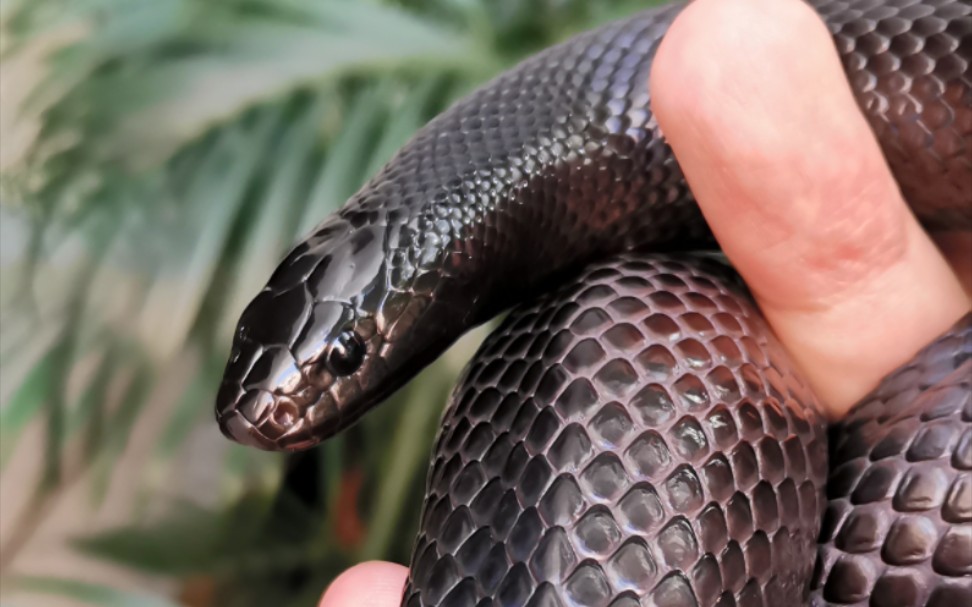 01.23把黑王蛇放到草地上,它蒙圈地吐舌头