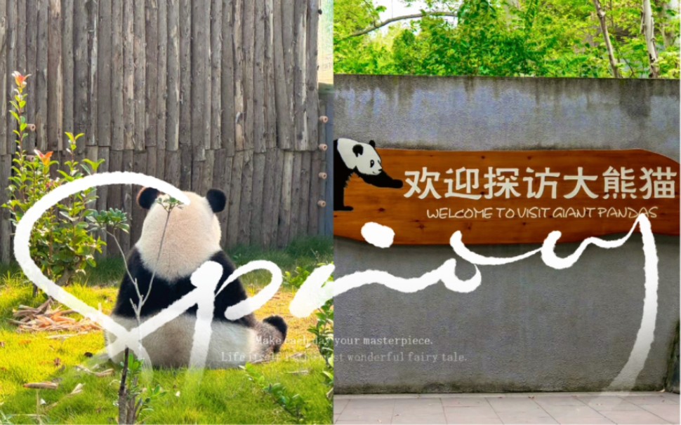 成都大熊猫繁育研究基地❤️Chengdu Research Base of Giant Panda Breeding (始建于一九八七年)哔哩哔哩bilibili