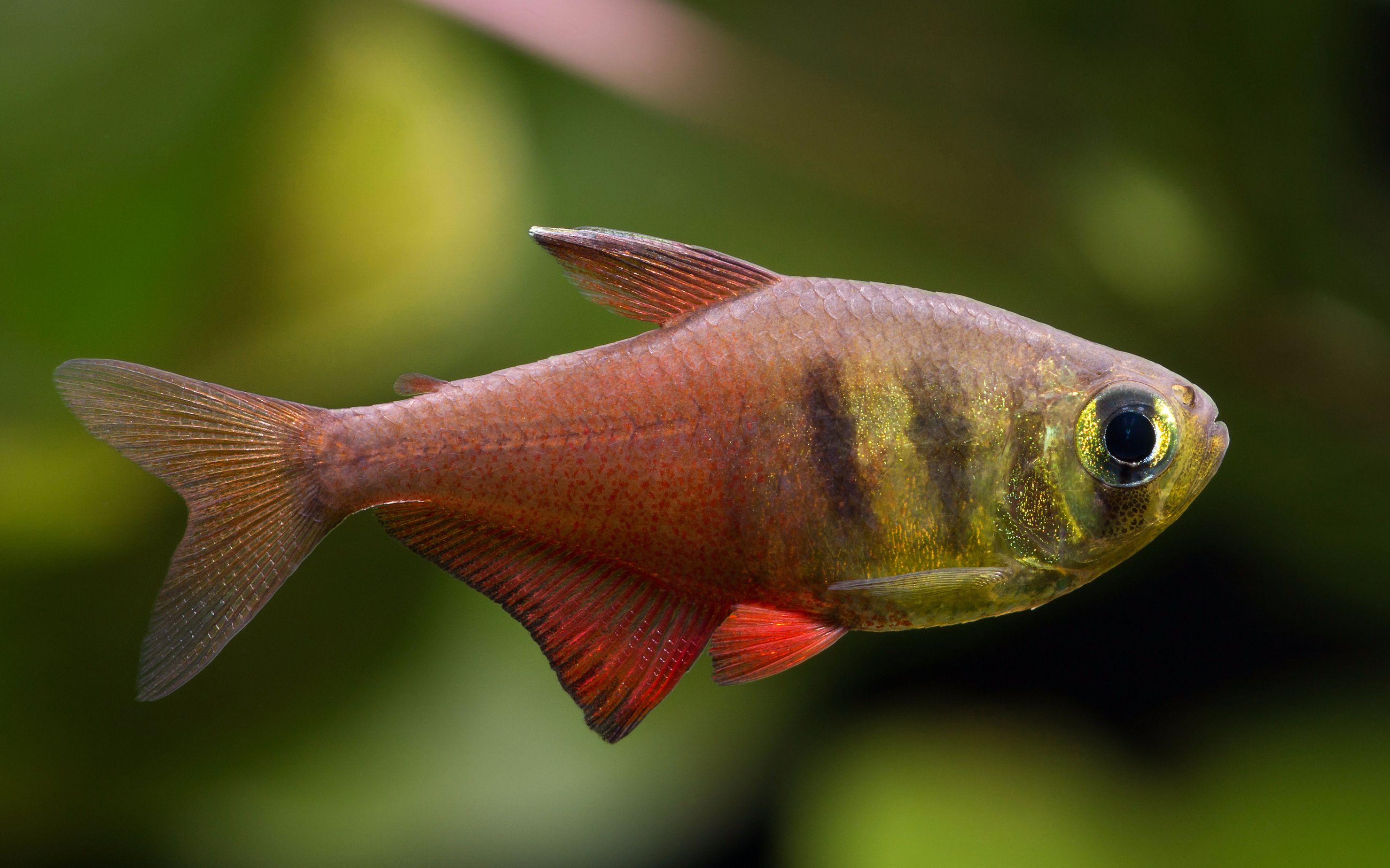 【自家鱼缸】 【灯鱼】 【热带鱼】火焰旗 02_哔哩哔哩 (゜-゜)つロ