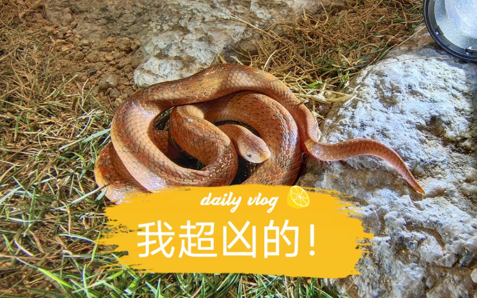 活动作品打起来打起来罕见紫棕小头蛇斗殴现场