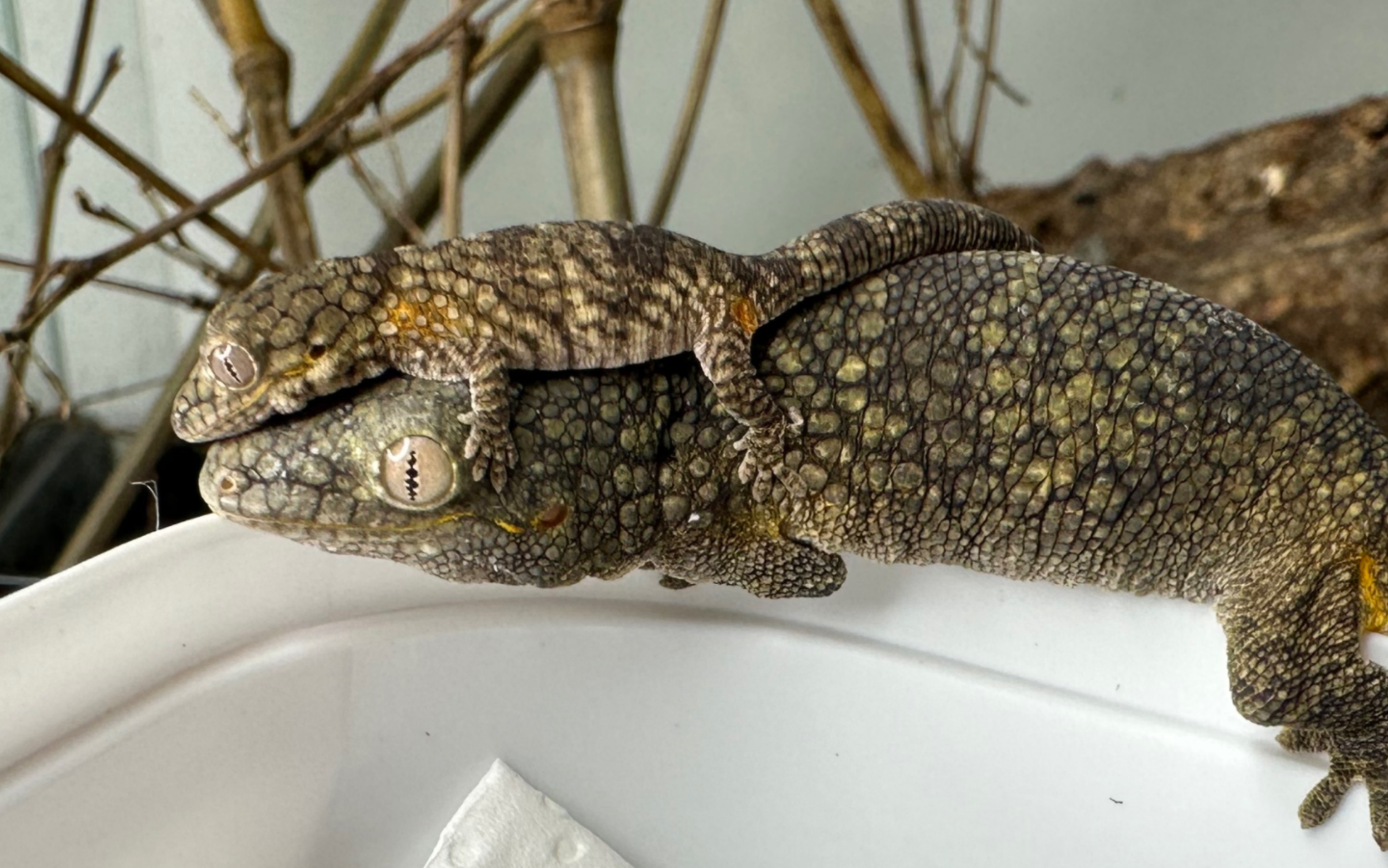 【鳄鳞守宫环境布置】拖更王回来啦!