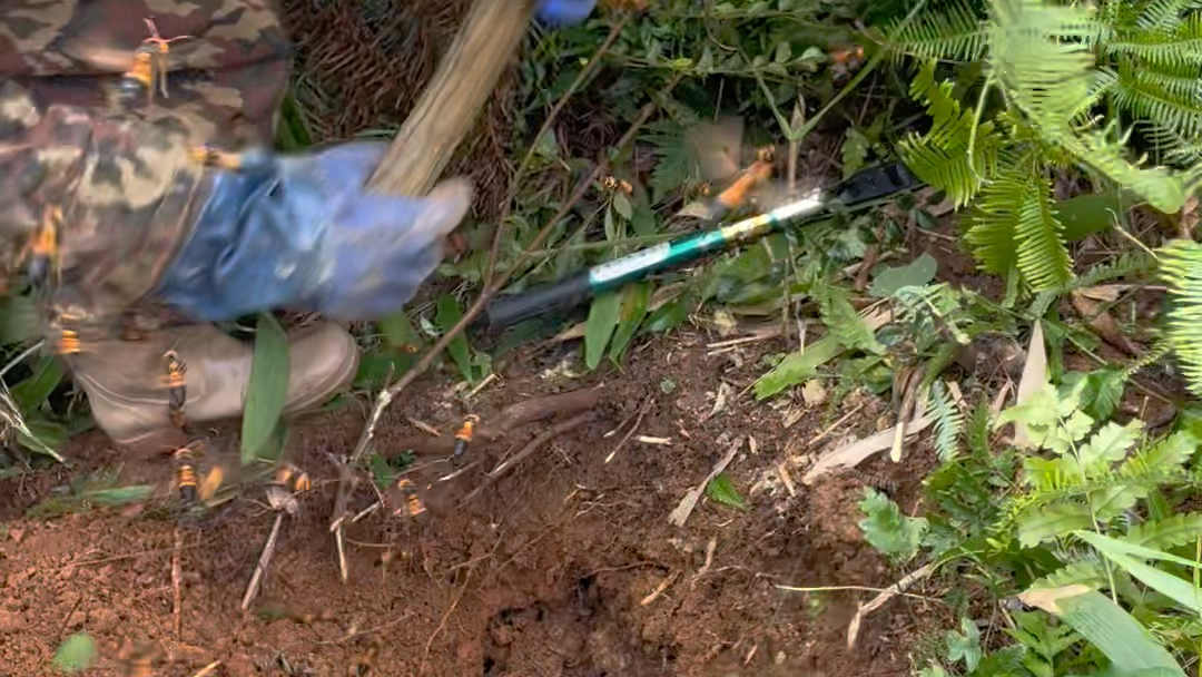 挖虎头蜂#户外打野