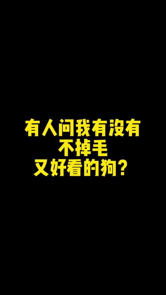 很多卷毛狗也不掉毛,你知道都有啥吗?哔哩哔哩bilibili