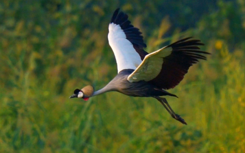 自由的非洲鸟灰冕鹤,自由的飞翔