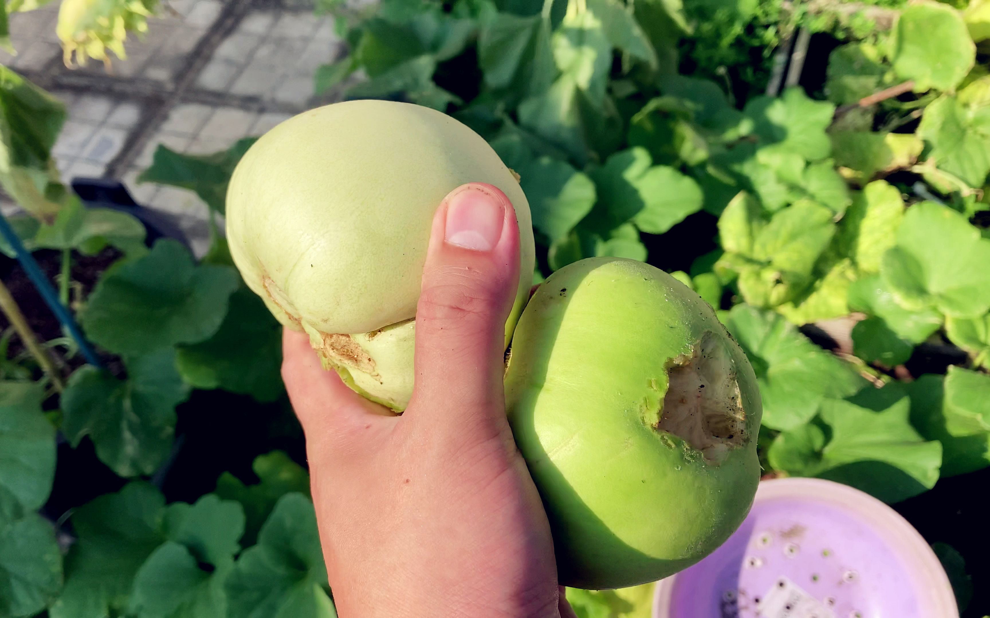 盆栽甜瓜,三个月后大丰收,甜瓜又香又甜,老鼠们高兴极了_哔哩哔哩