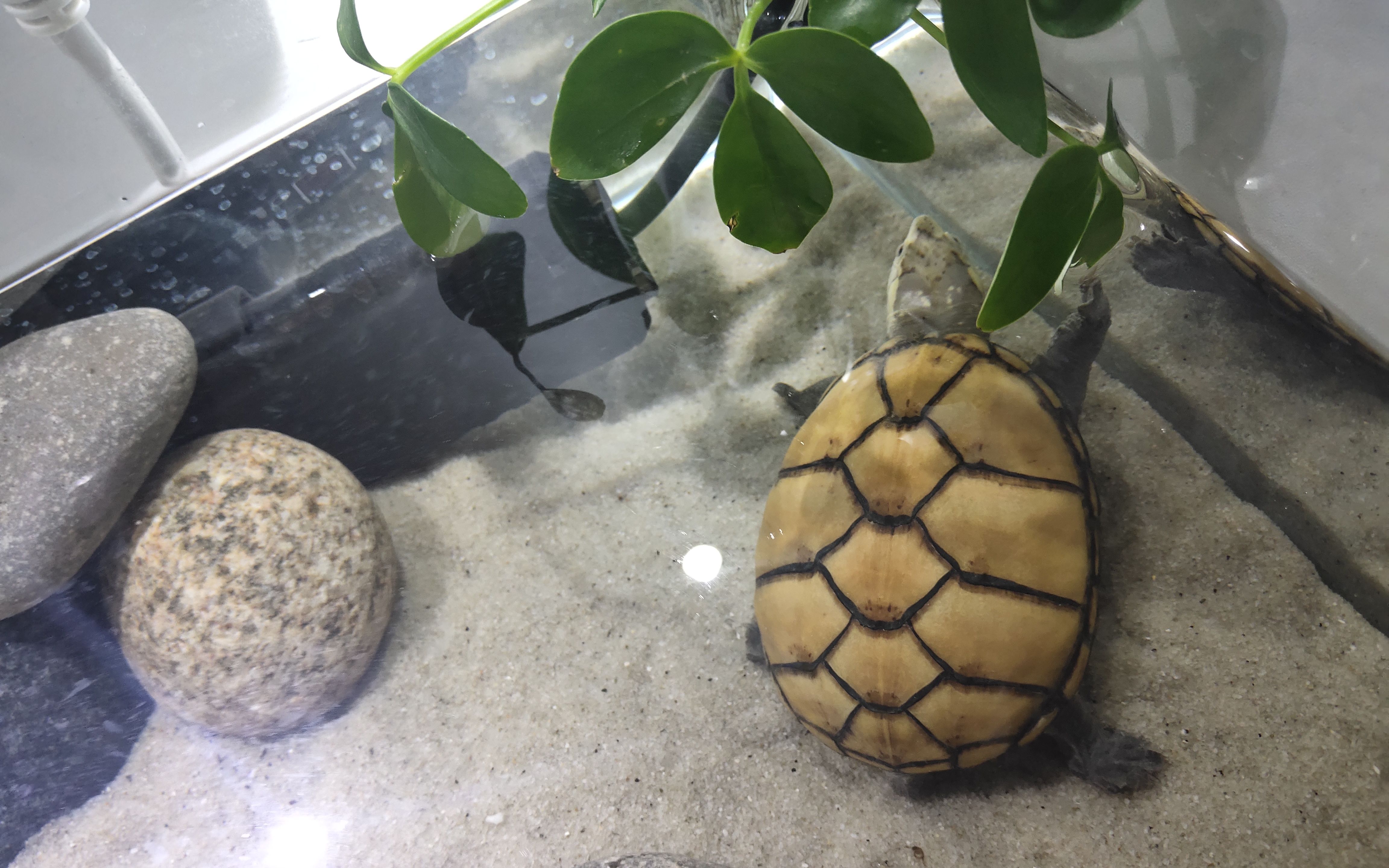 蛋龟养龟环境总结由繁变简再想繁