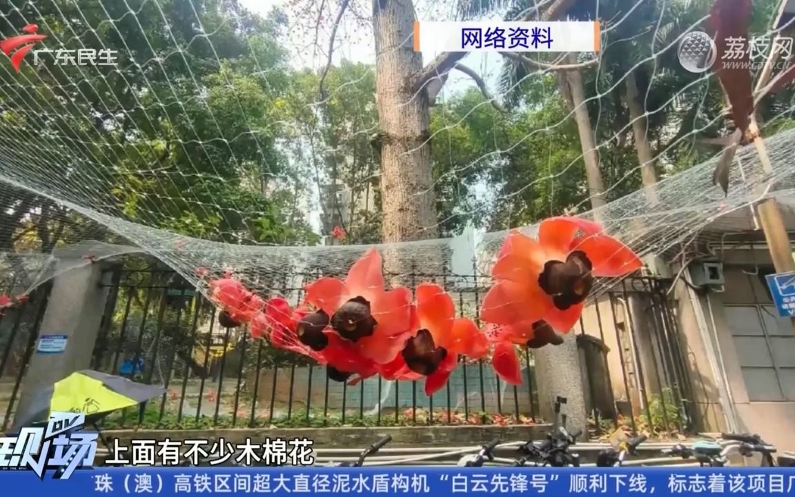 【粤语新闻】华南理工大学学生设置渔网收集木棉减少砸人哔哩哔哩bilibili